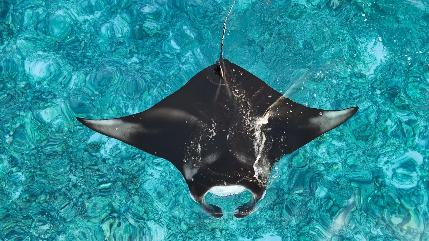 Glide over a manta